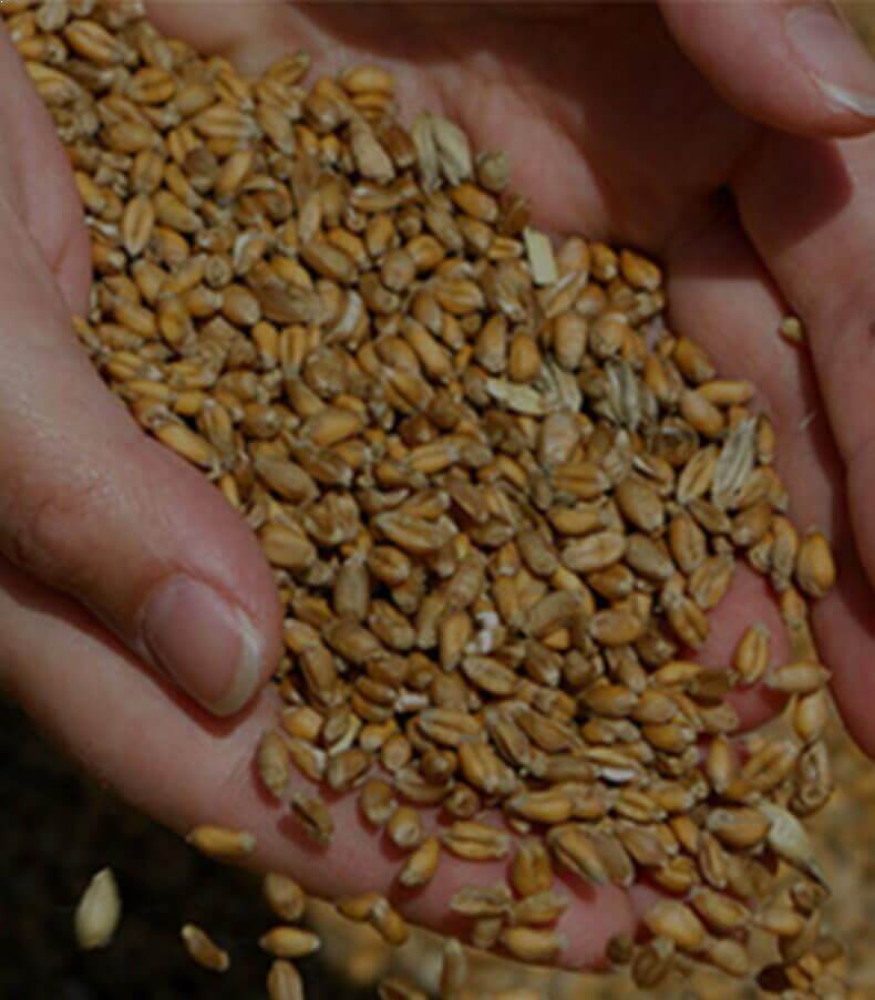 Animal Feed
